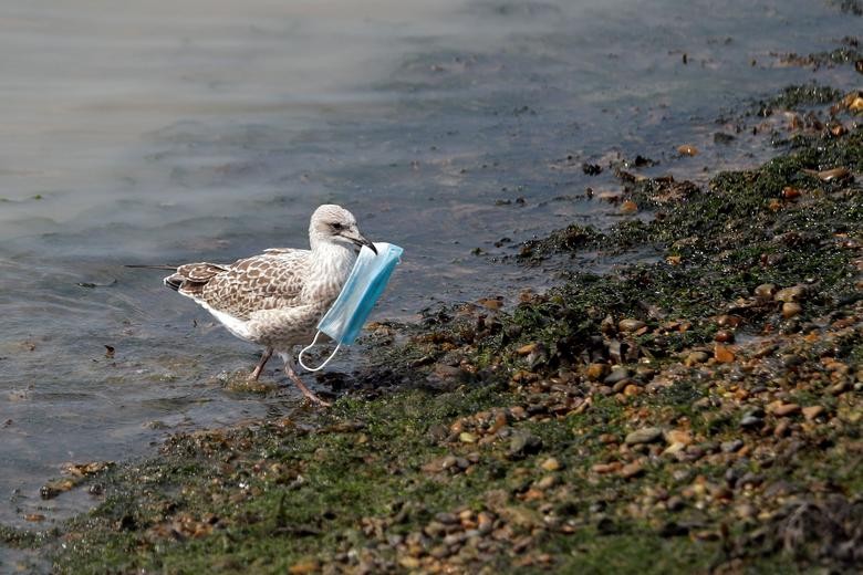 A seagull carries a protective face mask at the port of Dover, Britain. REUTERS/Peter Nicholls  